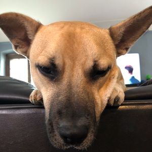 Meet your Posher, Abigail